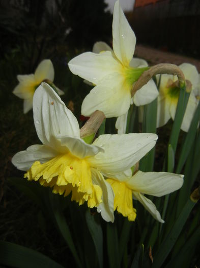 Narcissus Ice Follies (2015, March 27)