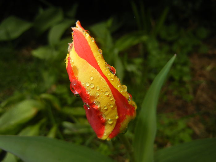 Tulipa Stresa (2015, March 29)