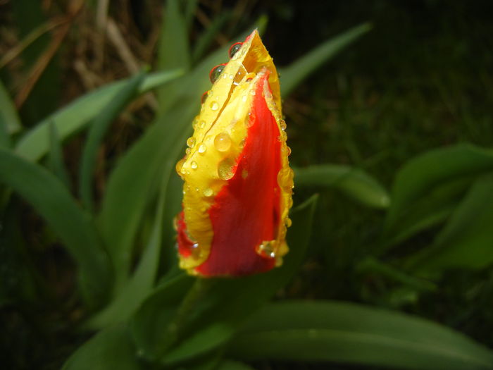 Tulipa Stresa (2015, March 29)