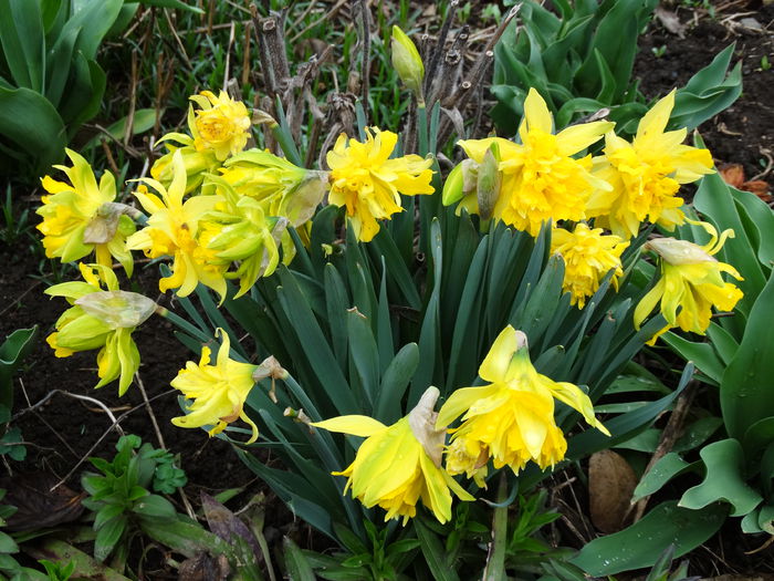 DSC09669 - Plante in gradina 2015