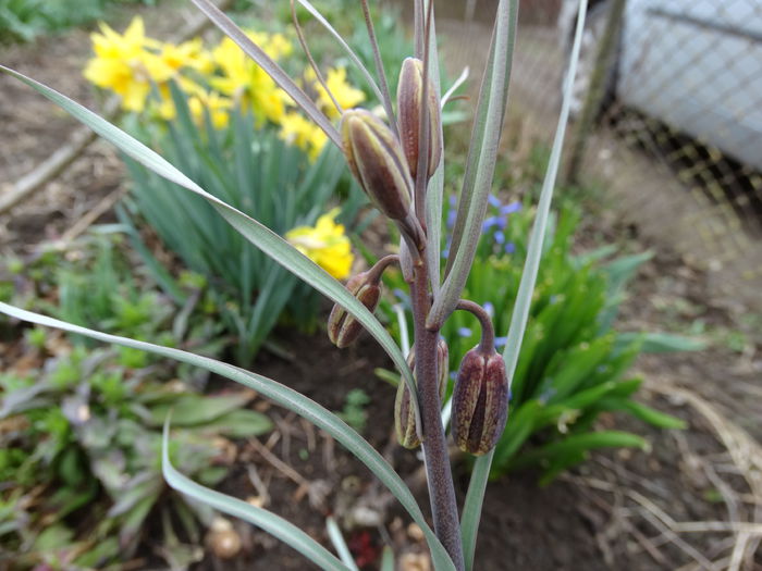 DSC09666 - Plante in gradina 2015