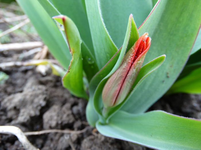 DSC09662 - Plante in gradina 2015