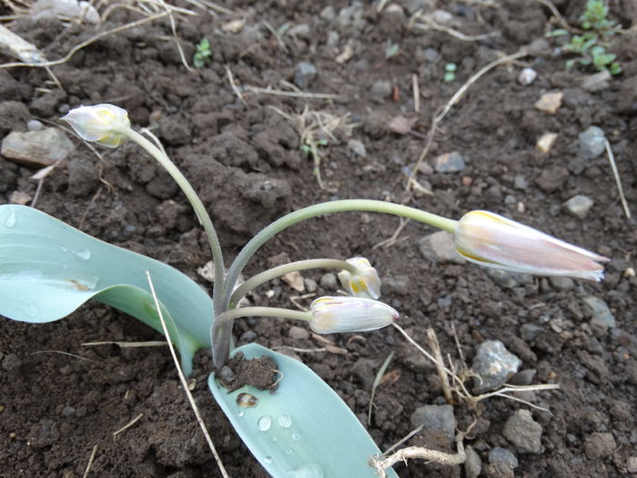 DSC09659 - Plante in gradina 2015