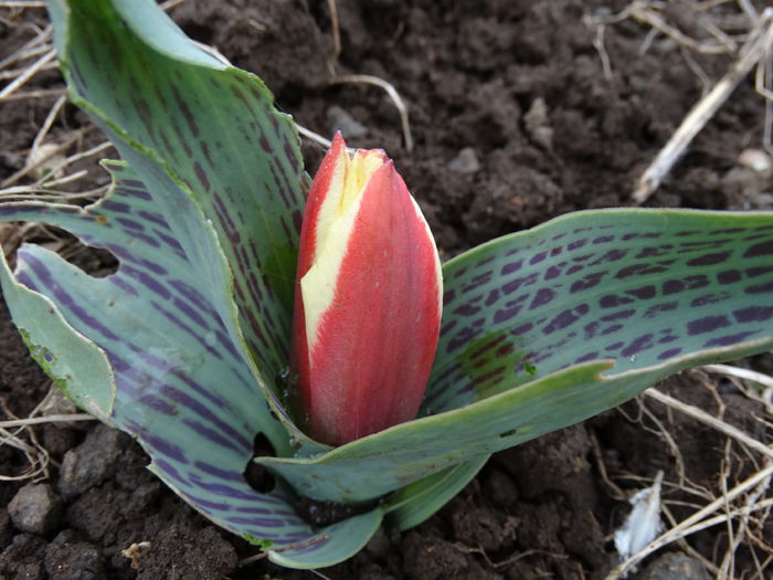 DSC09658 - Plante in gradina 2015