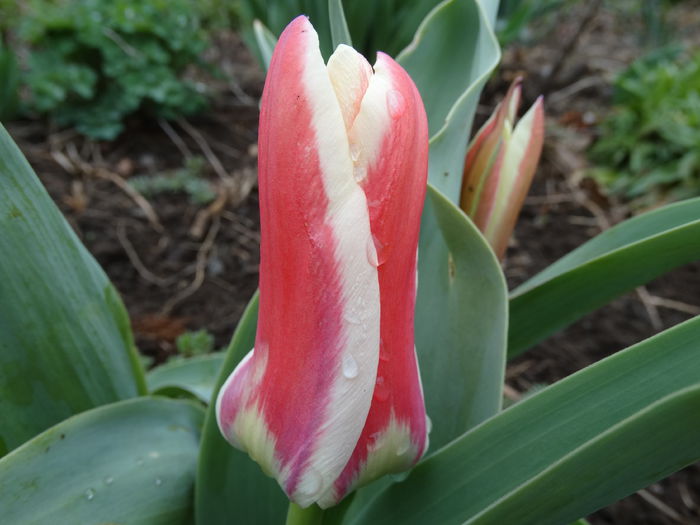 DSC09654 - Plante in gradina 2015