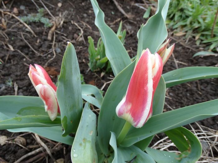 DSC09653 - Plante in gradina 2015