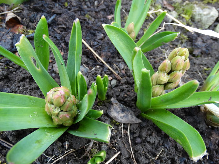 DSC09656 - Plante in gradina 2015