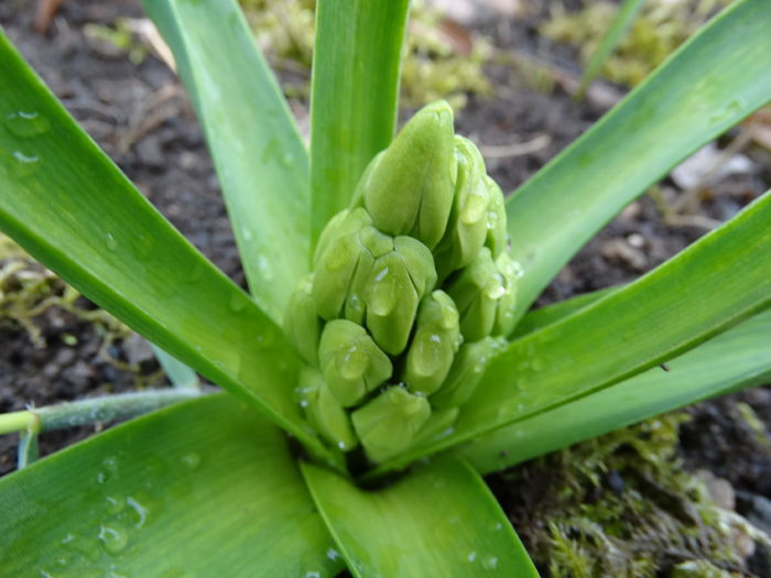 DSC09655 - Plante in gradina 2015