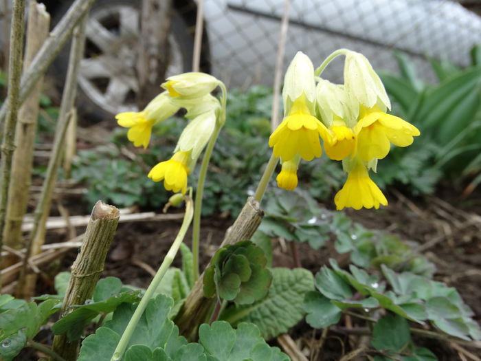 DSC09652 - Plante in gradina 2015