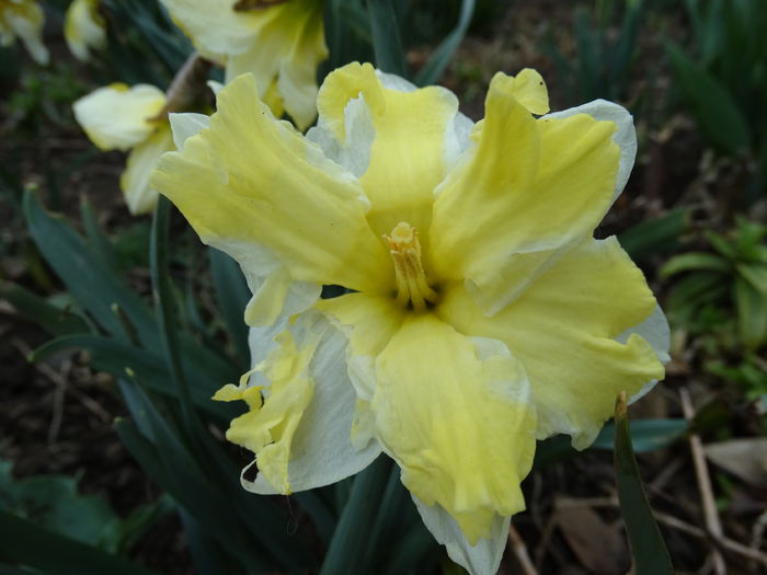 DSC09663 - Plante in gradina 2015