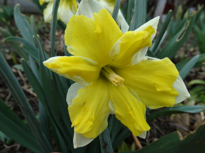 DSC09665 - Plante in gradina 2015