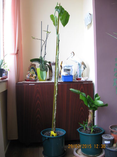 Astfel a suferit o noua toalentare..