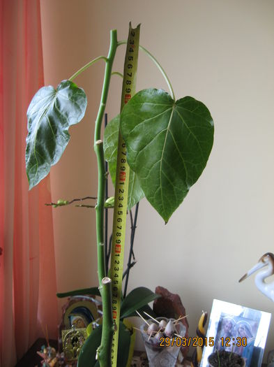 pe romineste i-am taiat virful...