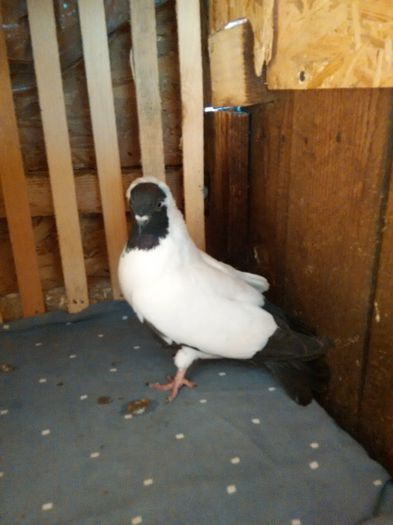 sanduMilea jud Dambovita