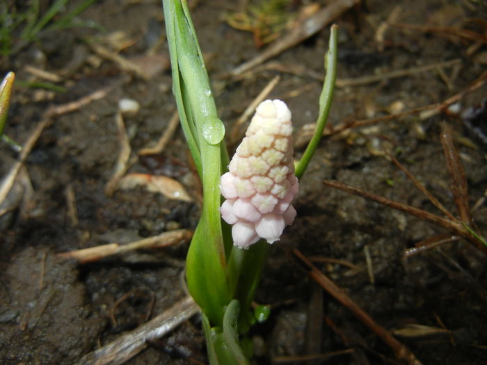 Muscari Pink Sunrise (2015, March 29) - Muscari Pink Sunrise