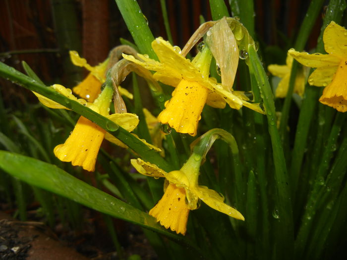 Narcissus Tete-a-Tete (2015, March 29)