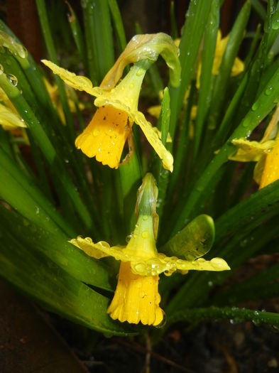 Narcissus Tete-a-Tete (2015, March 29)