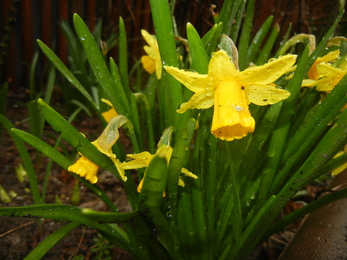 Narcissus Tete-a-Tete (2015, March 29)