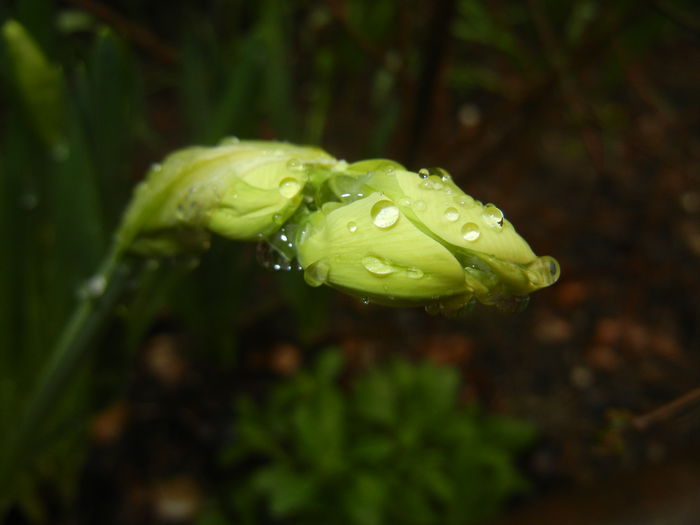 Narcissus Geranium (2015, March 29)