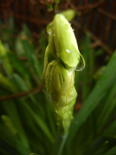 Narcissus Geranium (2015, March 29)
