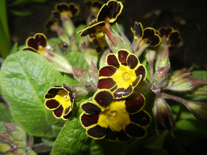 Primula elatior Gold Lace (2015, Mar.27)