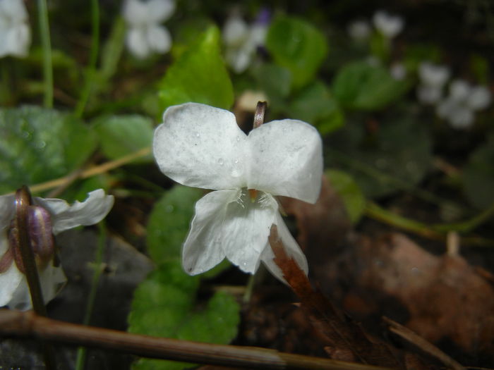 Sweet White Violet (2015, March 27) - SWEET VIOLET White