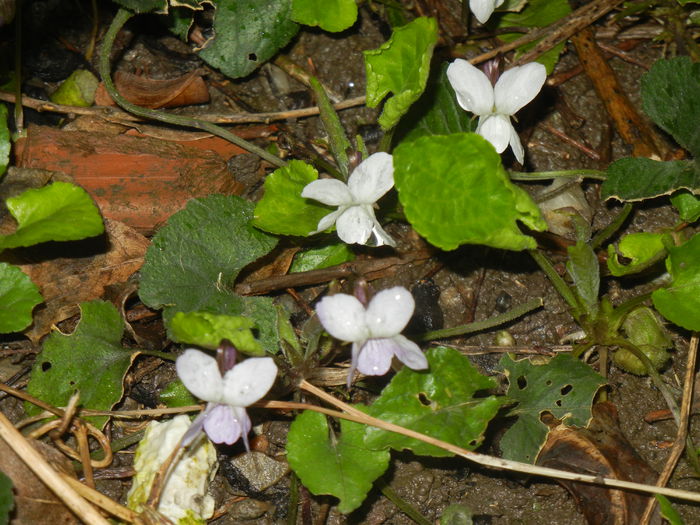 Sweet White Violet (2015, March 27)