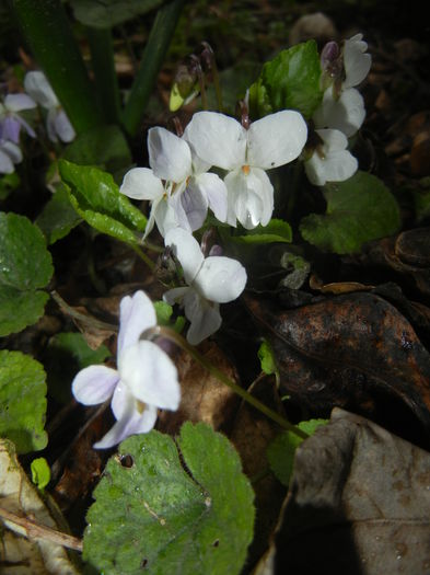 Sweet White Violet (2015, March 27)