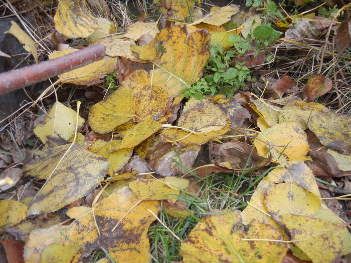 Autumn Colors (2014, November 09) - 03 AUTUMN Colors_Toamna