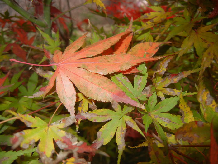 Autumn Colors (2014, November 09)