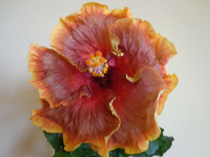 DSC06423