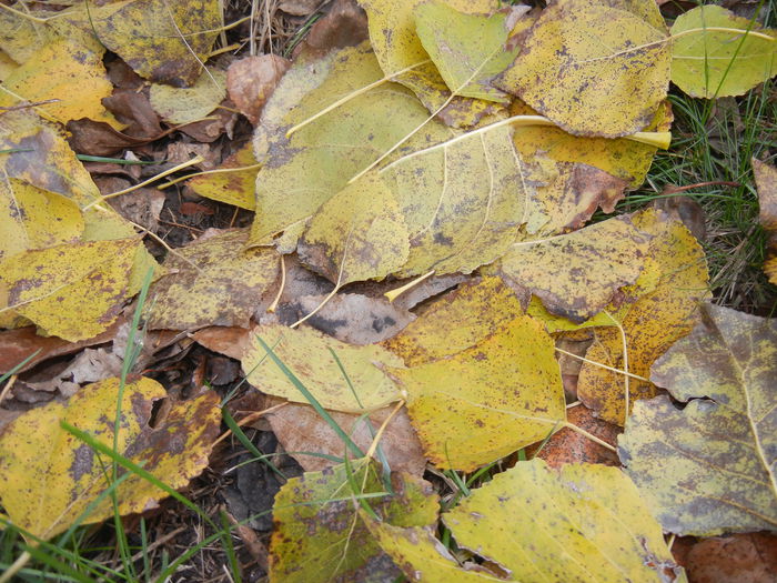 Autumn Colors (2014, November 09)