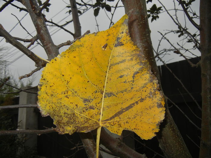 Autumn Colors (2014, November 09) - 03 AUTUMN Colors_Toamna