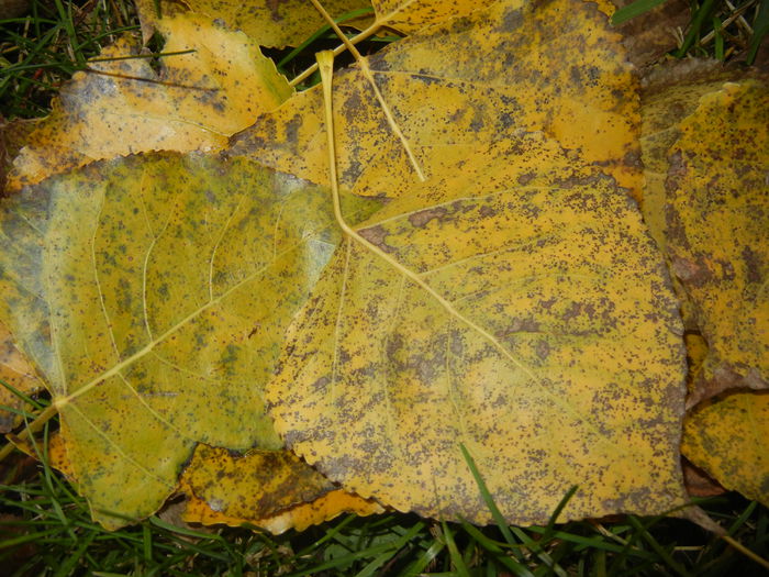 Autumn Colors (2014, November 09) - 03 AUTUMN Colors_Toamna