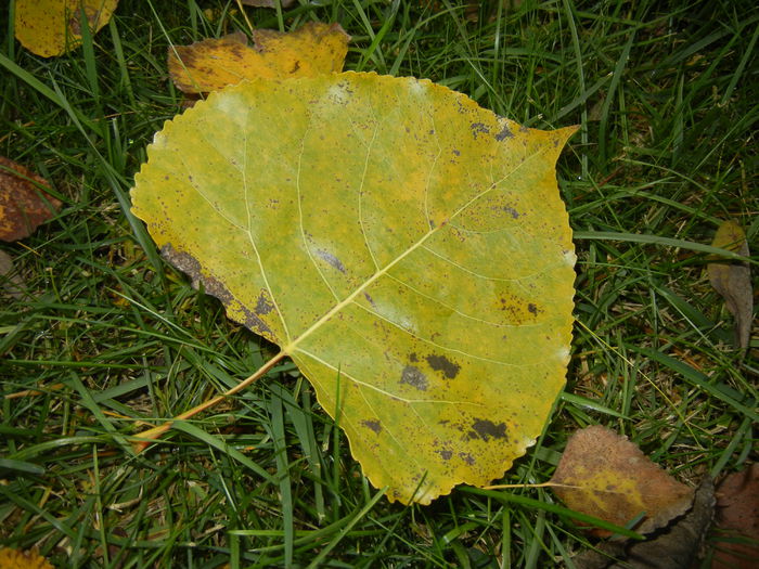 Autumn Colors (2014, November 09) - 03 AUTUMN Colors_Toamna