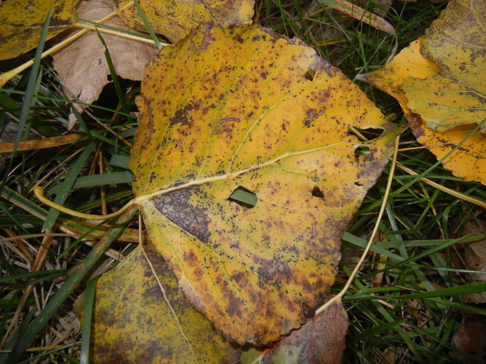 Autumn Colors (2014, November 09)