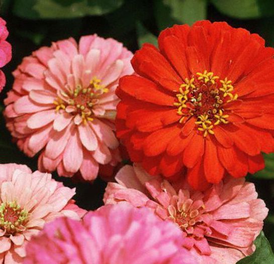 Carciumareasa%20-%20Zinnia%20elegans%202 - seminte flori