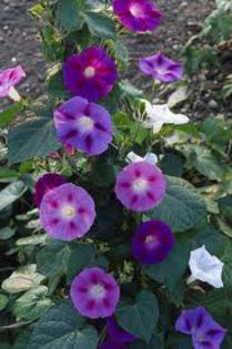 imagesDPHONP4A - seminte flori