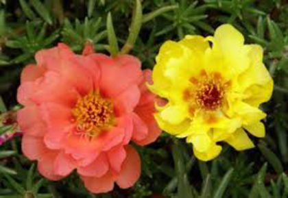 imagesUX34VCAE - seminte flori