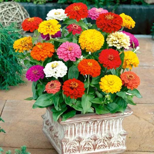 seminte-de-flori-carciumareasa-musica - seminte flori