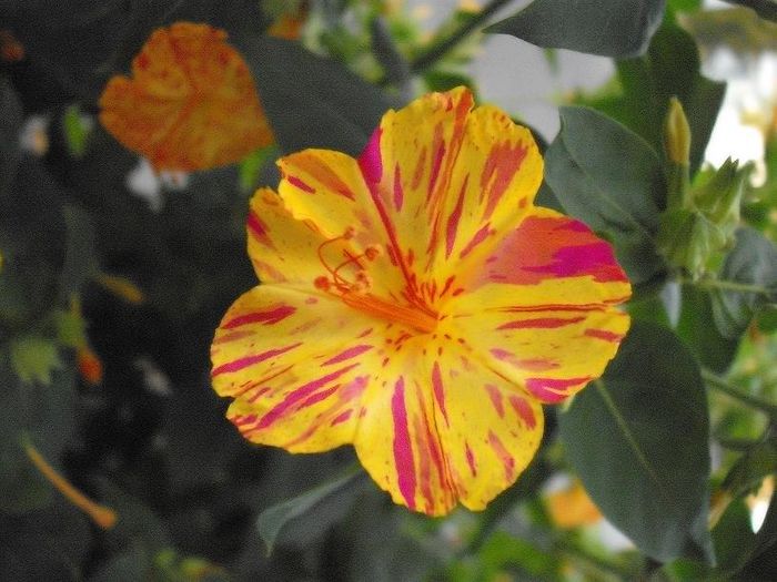 24yvbz7 - seminte flori