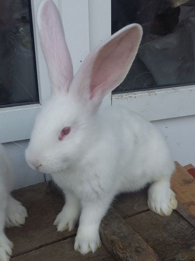 20150330_124028 - pentru Emil Claudiu si Marius