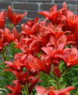 imagesM0YTMKR2 - crini vanzare