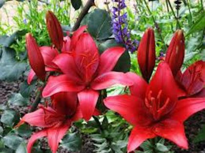 imagesYQXFSF2S - crini vanzare