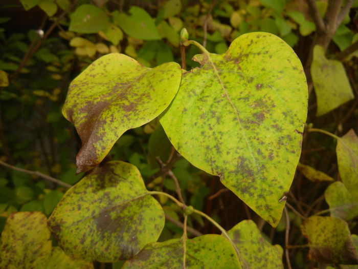 Autumn Colors (2014, November 09) - 03 AUTUMN Colors_Toamna