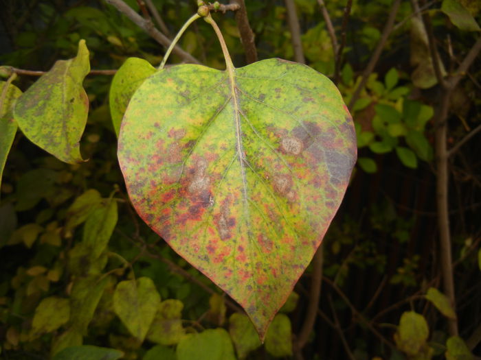 Autumn Colors (2014, November 09)