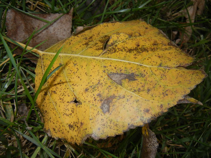 Autumn Colors (2014, November 09)