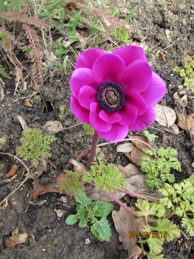 Anemone