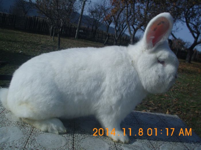 11087081_650322065097490_1951036760_o