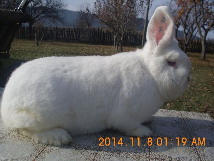 11093164_650322071764156_197679890_o